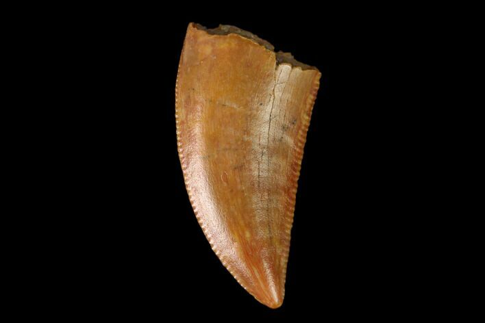 Serrated, Raptor Tooth - Real Dinosaur Tooth #149087
